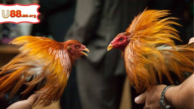 Thomo Gà Đòn – Trải Nghiệm Đá Gà Trực Tuyến Đỉnh Cao