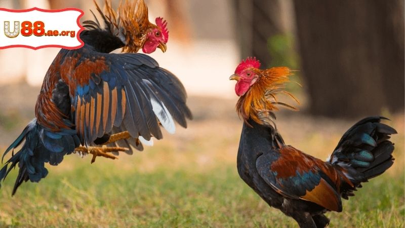 Trang Đá Gà Trực Tiếp – Sân Chơi Giải Trí Đỉnh Cao