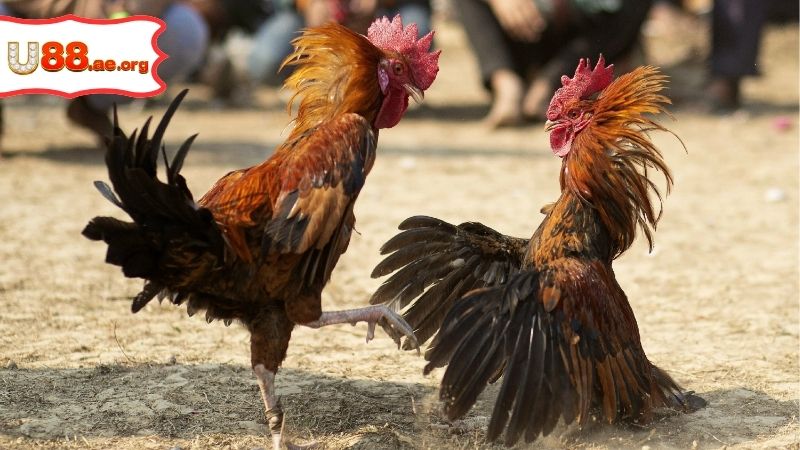 Trực Tiếp Đá Gà Bữa Nay – Cập Nhật Thông Tin Nhanh Nhất