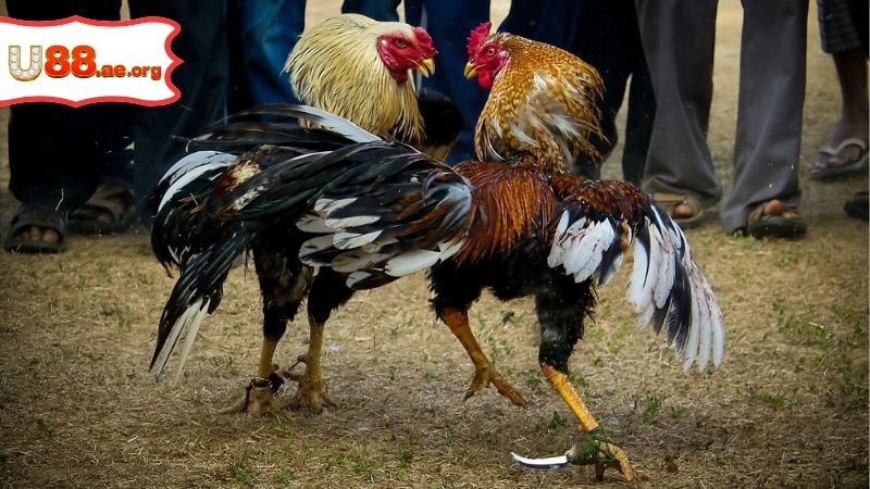 Trực Tiếp Đá Gà Cúp C1 – Đỉnh Cao Và Đầy Kịch Tính