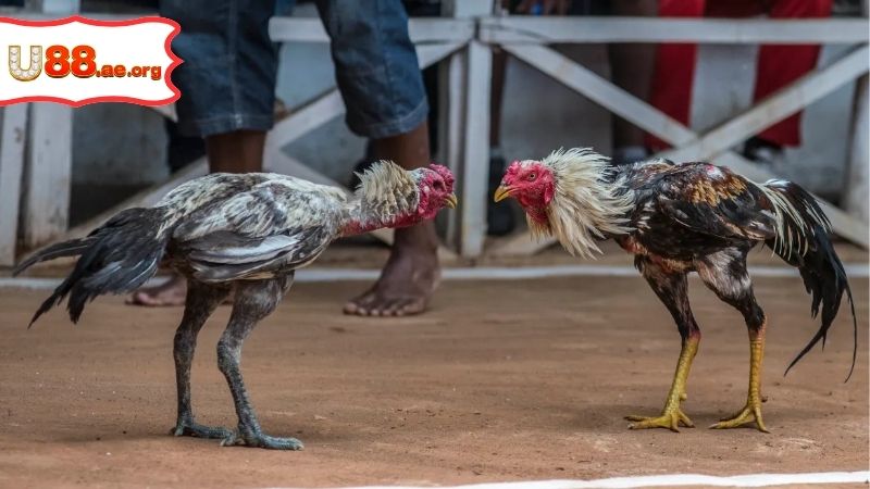 Trực Tiếp Đá Gà Khờ Mo – Xem Ngay Những Trận Nảy Lửa